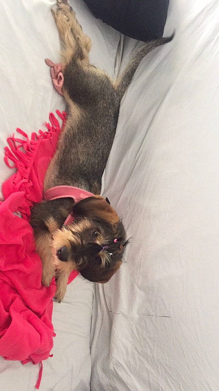 Olya a rejoint le concours — aidez-le/la à gagner de superbes lots ! canidae, carnivore, collar, comfort, companion_dog, costume_hat, dog, dog_breed, dog_supply, fawn, felidae, fur, hat, linens, liver, sleeve, small_to_medium_sized_cats, sporting_group, tail, whiskers