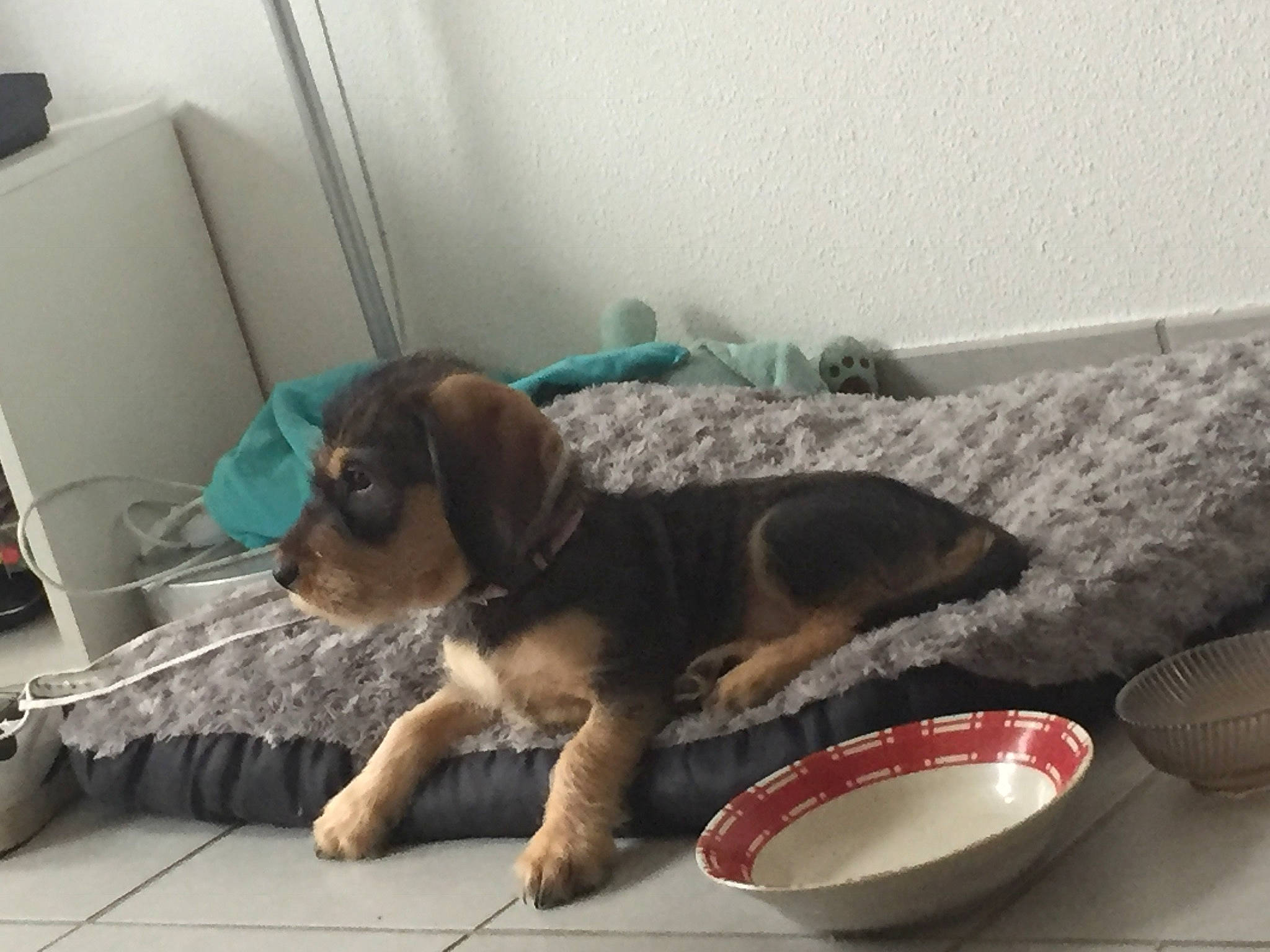 Olya a rejoint le concours — aidez-le/la à gagner de superbes lots ! animal_feed, canidae, carnivore, chair, comfort, companion_dog, couch, dog, dog_breed, dog_supply, fawn, flooring, mammal, pet_food, pet_supply, serveware, sporting_group, studio_couch, vertebrate, working_animal