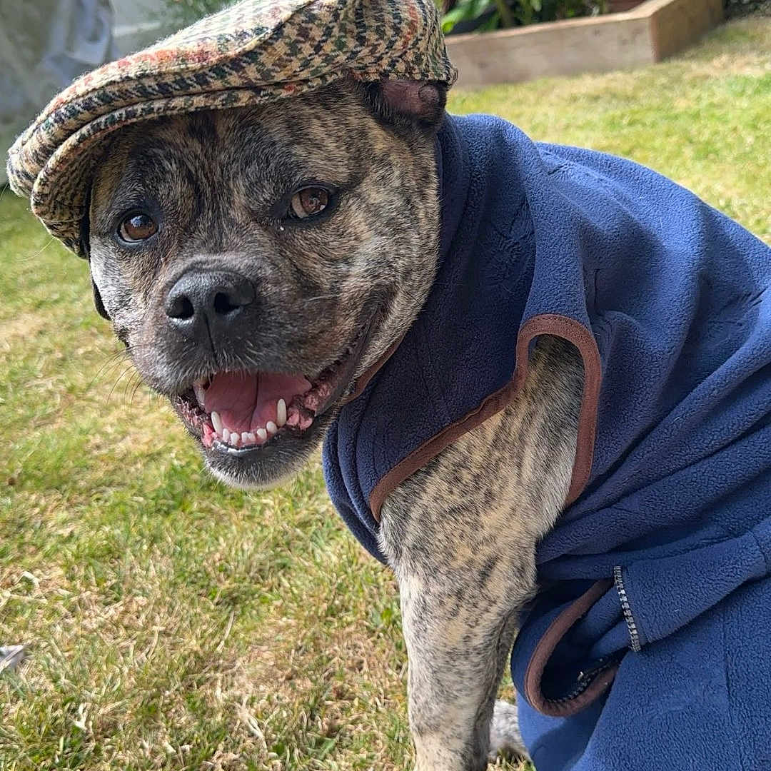 Teddy joined the competition — help win amazing prizes! animal, brindle, canine, cute, daylight, dog, fence, flat_cap, garden, grass, happy, hat, leafy, nature, outdoor, pet_clothing, plants, portrait, sitting, smiling