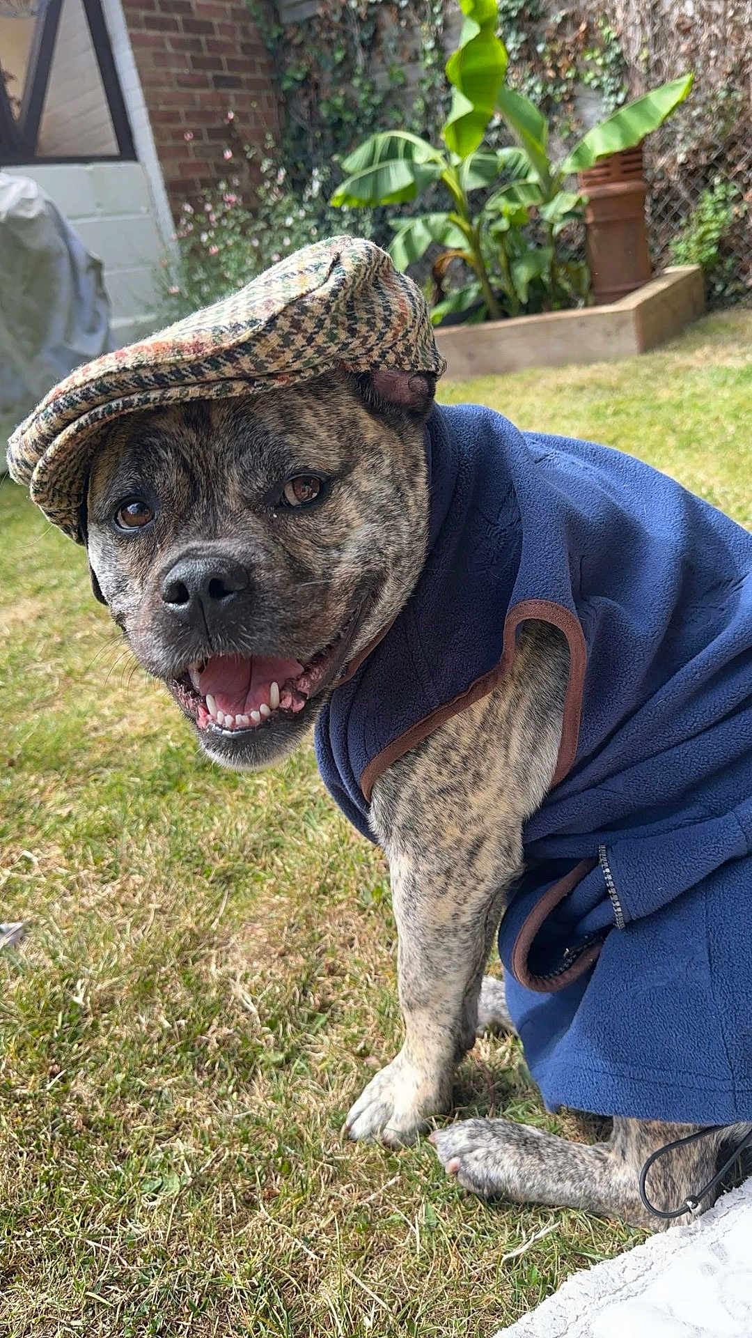 Teddy joined the competition — help win amazing prizes! dog, brindle, pet_clothing, hat, flat_cap, grass, garden, smiling, outdoor, animal, canine, happy, cute, portrait, fence, plants, leafy, daylight, sitting, nature