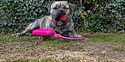 Teddy is registered to the contest to win money with this photo: dog, brindle, toy, pink, grass, outdoor, leafy, playful, pet, animal, ground, nature, canine, yawn, collar, garden, fur, muzzle, tongue, relaxed