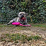 dog, brindle, toy, pink, grass, outdoor, leafy, playful, pet, animal, ground, nature, canine, yawn, collar, garden, fur, muzzle, tongue, relaxed