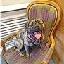 Teddy is registered to the contest to win money with this photo: dog, brindle, bandana, chair, plaid, wooden_chair, indoor, pet, tongue_out, happy, smiling, sitting, floor, radiator, wall, cozy, canine, fur, animal, domestic
