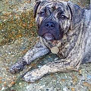 Teddy is registered to the contest to win money with this photo: dog, brindle, canine, pet, outdoor, lying_down, concrete, collar, animal, mammal, paw, fur, face, ears, looking, resting, domestic_animal, companion, quiet, calm