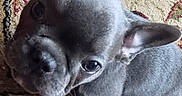 Buzz is registered to the contest to win money with this photo: puppy, dog, french_bulldog, pet, cute, animal, indoor, floor, carpet, wood_floor, small, young, looking_up, ears_up, curious, domestic, mammal, companion, adorable, portrait