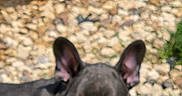 Buzz is registered to the contest to win money with this photo: animal, blur, closeup, cute, dog, ears, face, french_bulldog, fur, ground, lying_down, nature, outdoor, pet, puppy, resting, rocks, small_dog, wood, young
