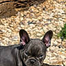 animal, blur, closeup, cute, dog, ears, face, french_bulldog, fur, ground, lying_down, nature, outdoor, pet, puppy, resting, rocks, small_dog, wood, young