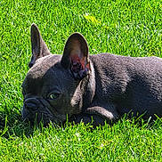 Buzz is registered to the contest to win money with this photo: animal, canine, close_up, cute, daylight, dog, ears, french_bulldog, grass, greenery, lying_down, mammal, nature, outdoor, pet, portrait, relaxed, resting, summer, sunlight