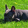 animal, canine, close_up, cute, daylight, dog, ears, french_bulldog, grass, greenery, lying_down, mammal, nature, outdoor, pet, portrait, relaxed, resting, summer, sunlight