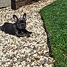 animal, black_dog, calm, cute, dog, ear_up, french_bulldog, garden, grass, lawn, laying_down, nature, outdoor, pebbles, pet, puppy, rocks, small_dog, sunlight, yard