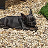 animal, black_dog, curious, cute, dog, ears_up, french_bulldog, grass, laying_down, nature, outdoor, pebbles, pet, puppy, resting, rocks, small_dog, summer, sunlight, wood