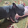 Buzz joined the competition — help win amazing prizes! puppy, dog, gray, stuffed_toy, carpet, indoor, pet, young, cute, animal, playful, fur, small, mammal, toy, domestic, companion, floor, ears, nose