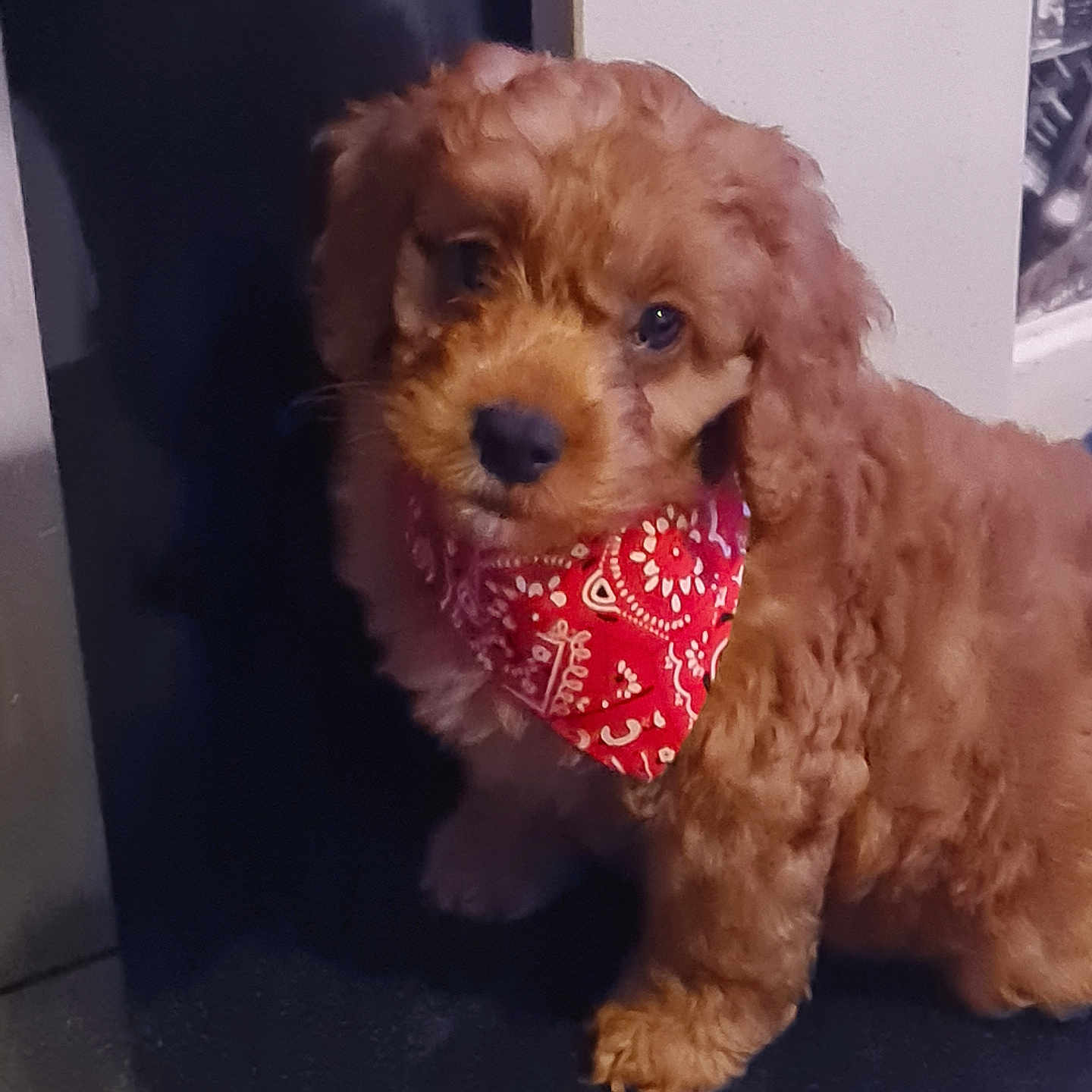 Woody is registered to the contest to win money with this photo: accessories, animal, bandana, canine, cockerspaniel, couch, dog, formalwear, furniture, goldenretriever, headband, papillon, pet, poodle, puppy, terrier, tie, whitedog