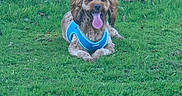 Woody is registered to the contest to win money with this photo: dog, grass, outdoor, pet, canine, animal, happy, tongue_out, blue_harness, nature, green, lawn, playful, mammal, cute, fur, ears, sitting, summer, daylight