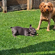 Woody joined the competition — help win amazing prizes! animal, black_puppy, brown_dog, canine, companion, curious, dog, fence, friendship, garden, grass, nature, outdoor, pet, playful, puppy, summer, sunlight, treat, yard
