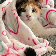 Piglet joined the competition — help win amazing prizes! cat, calico, blanket, cozy, couch, feline, fur, indoor, lounge, patterned_blanket, pet, resting, snug, tail, texture, warm, wrapped, whiskers, cute, relaxed
