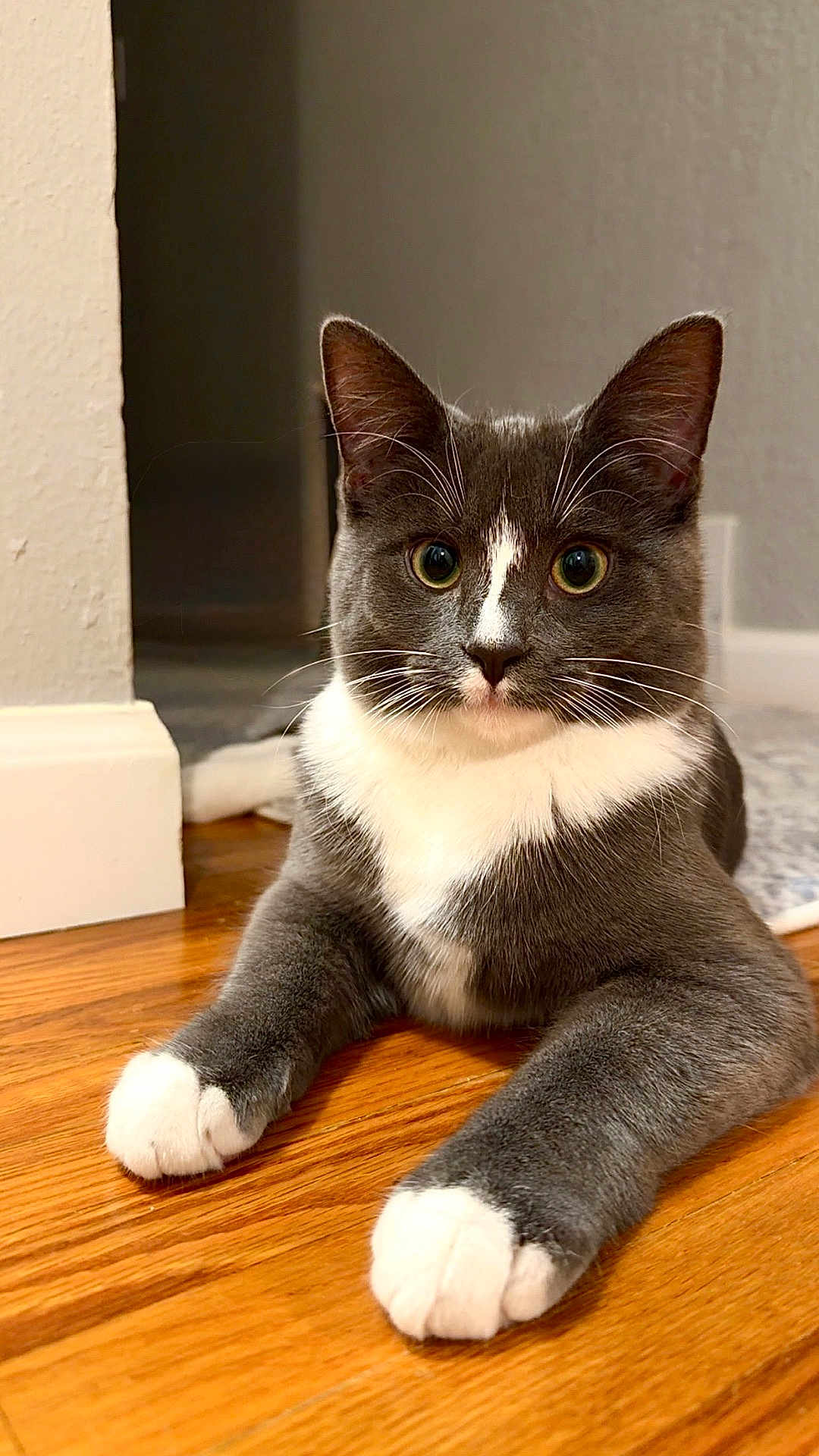 Indie joined the competition — help win amazing prizes! cat, gray_cat, white_paws, indoor, wooden_floor, pet, animal, cute, feline, whiskers, relaxed, alert, closeup, domestic_cat, floor, house, fur, mammal, tabby, young_cat