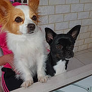 Noë Et Pixie a rejoint le concours — aidez-le/la à gagner de superbes lots ! dog, small_dog, chihuahua, white_dog, black_dog, pet, animal, cute, fur, ears, table, indoor, person, pink_shirt, brick_wall, looking, front_view, paw, face, companion