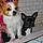 Noë Et Pixie