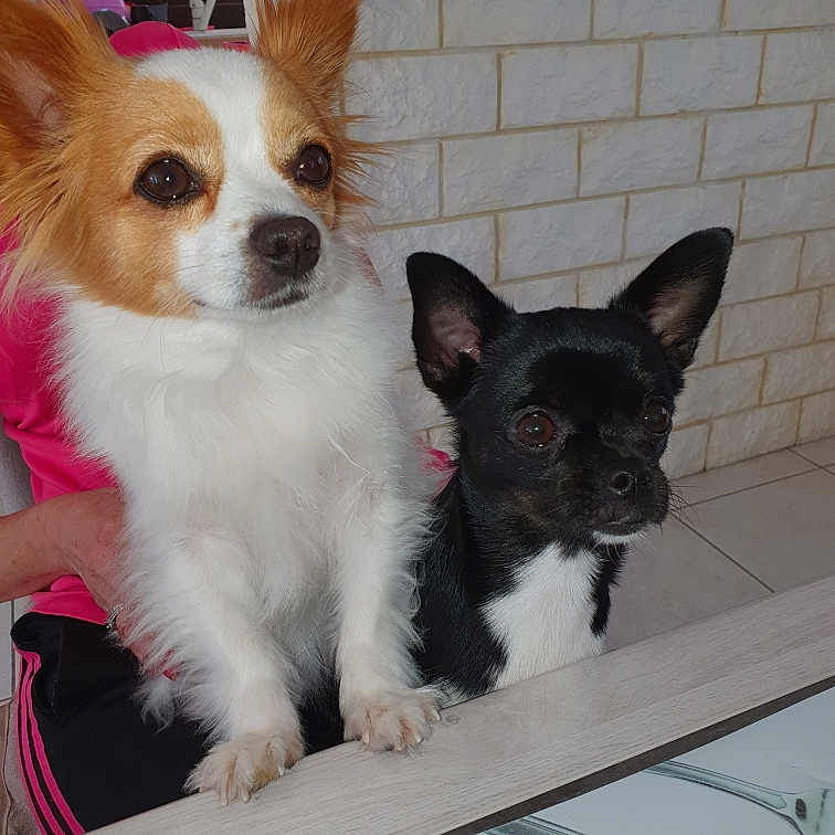 Noë Et Pixie a rejoint le concours — aidez-le/la à gagner de superbes lots ! animal, black_dog, brick_wall, chihuahua, companion, cute, dog, ears, face, front_view, fur, indoor, looking, paw, person, pet, pink_shirt, small_dog, table, white_dog