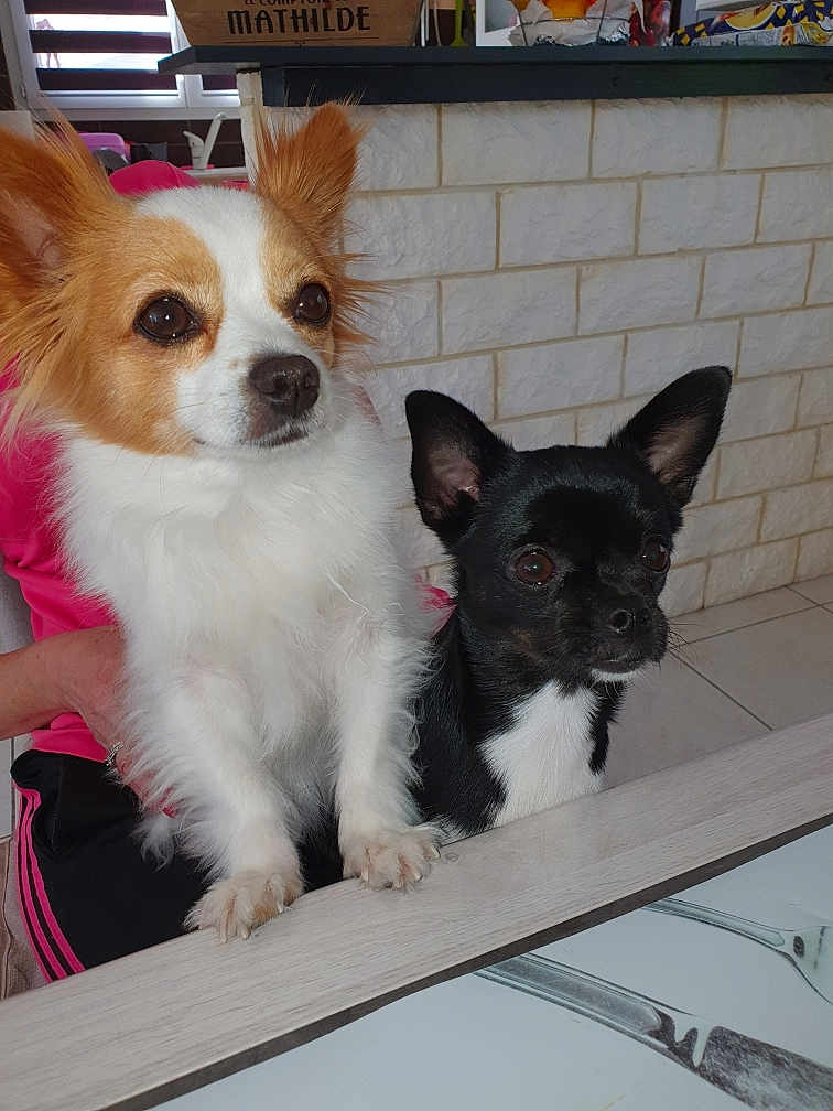 Noë Et Pixie a rejoint le concours — aidez-le/la à gagner de superbes lots ! dog, small_dog, chihuahua, white_dog, black_dog, pet, animal, cute, fur, ears, table, indoor, person, pink_shirt, brick_wall, looking, front_view, paw, face, companion