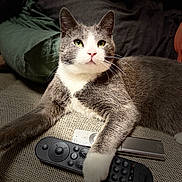 Grisou participe au concours pour gagner de l'argent avec cette photo : alert, animal, cat, close_up, comfortable, couch, cozy, domestic_cat, feline, gray_cat, green_eyes, household, indoor, paw, pet, relaxed, remote_control, resting, sofa, white_cat