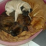 Gaia a rejoint le concours — aidez-le/la à gagner de superbes lots ! bullmastiff, carnivoran, dog, dog_breed, dog_breed_group, dog_like_mammal, fawn, mammal, non_sporting_group, ori_pei, pug, puppy, shar_pei, snout, vertebrate