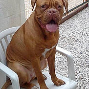 Hisy a rejoint le concours — aidez-le/la à gagner de superbes lots ! american_bulldog, american_pit_bull_terrier, australian_bulldog, bulldog, bullmastiff, carnivoran, companion_dog, dog, dog_breed, dog_like_mammal, dogue_de_bordeaux, mammal, old_english_bulldog, olde_english_bulldogge, ori_pei, renascence_bulldogge, snout, toy_bulldog, valley_bulldog, vertebrate