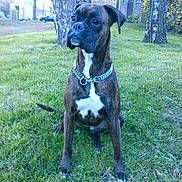 Fidji a rejoint le concours — aidez-le/la à gagner de superbes lots ! american_pit_bull_terrier, boxer, carnivoran, dog, dog_breed, dog_breed_group, dog_like_mammal, renascence_bulldogge, valley_bulldog