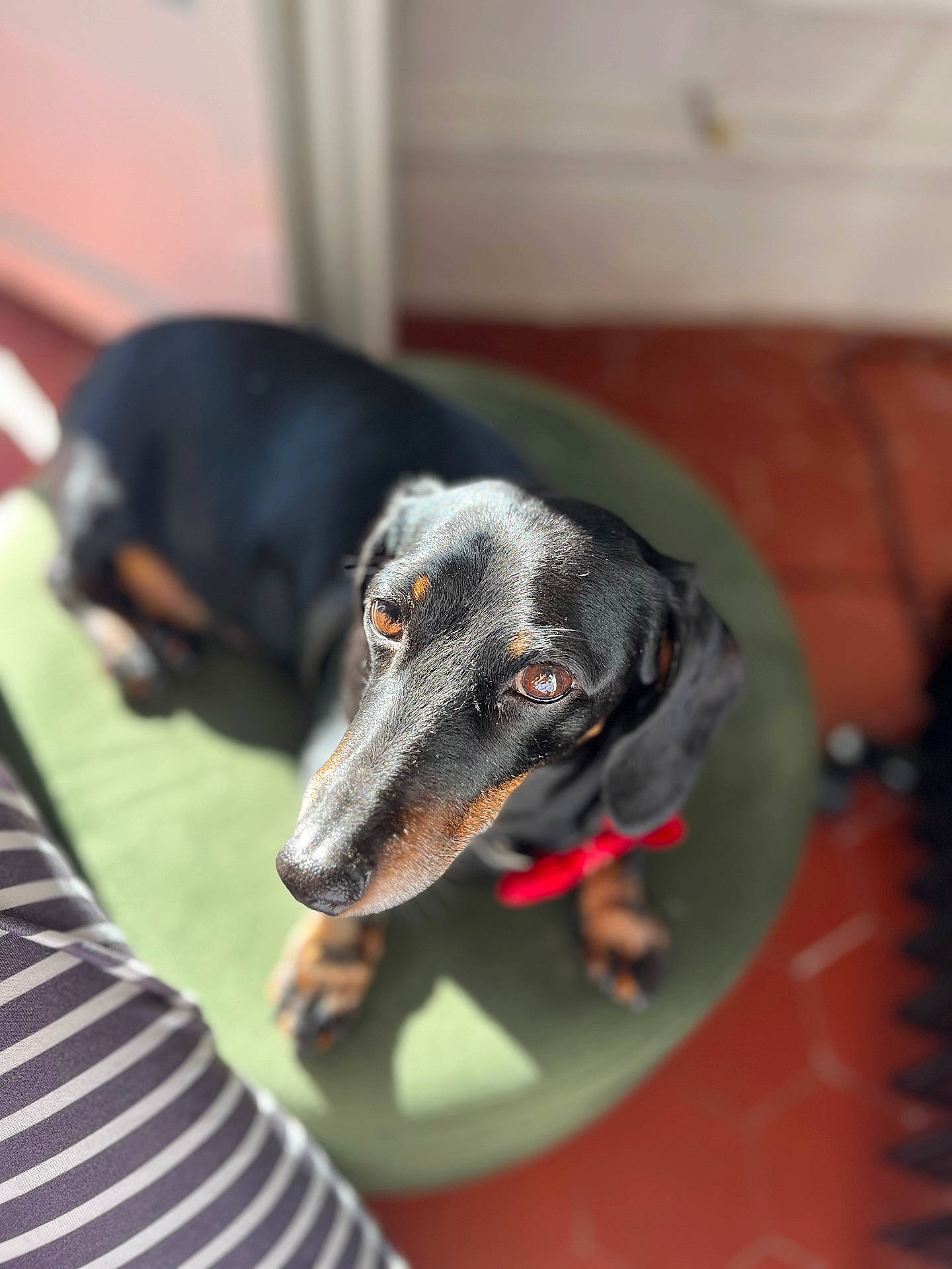Izzy Zaï Zaï participe au concours pour gagner de l'argent avec cette photo : animal, black_fur, brown_fur, closeup, companion, cushion, cute, dachshund, dog, domestic_animal, ears, floor, indoor, looking_up, nose, paws, pet, portrait, red_bow, sunlight