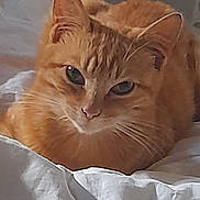 Nenette participe au concours pour gagner de l'argent avec cette photo : cat, orange_cat, ginger_cat, feline, pet, animal, fluffy, fur, whiskers, ears, eyes, face, portrait, lying_down, bed, bedding, blanket, indoors, bedroom, phone_screenshot