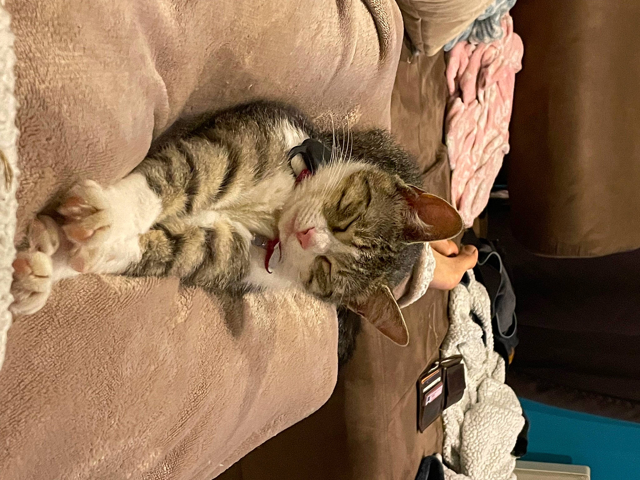 Lily a rejoint le concours — aidez-le/la à gagner de superbes lots ! carnivore, cat, claw, comfort, domestic_short_haired_cat, felidae, fur, nap, paw, sleep, small_to_medium_sized_cats, tail, terrestrial_animal, whiskers