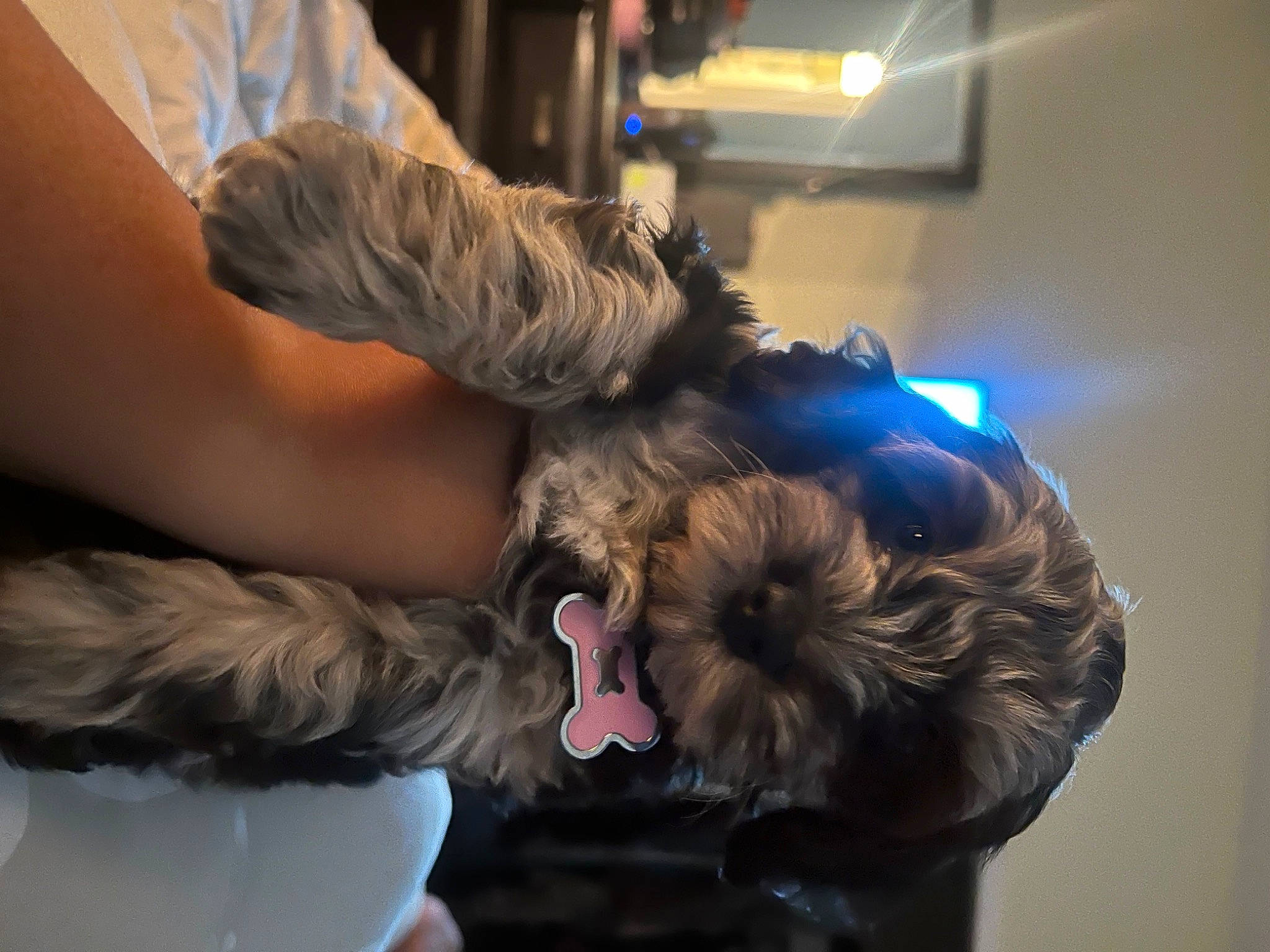 Oreo joined the competition — help win amazing prizes! canidae, carnivore, claw, comfort, companion_dog, dog, dog_breed, ear, electric_blue, felidae, fur, hair, hair_coloring, human_leg, long_hair, small_terrier, sporting_group, terrier, toy_dog, wrist