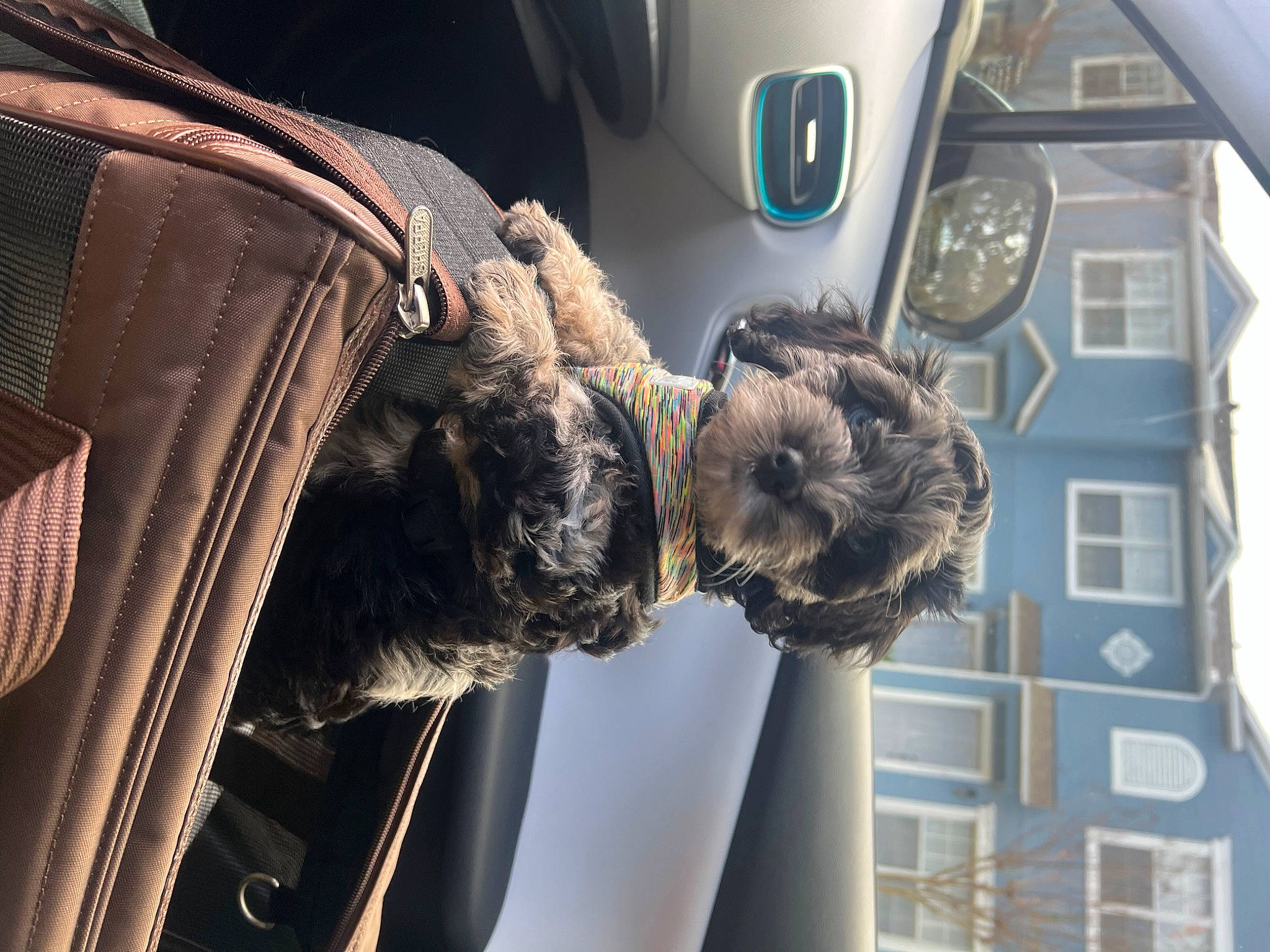 Oreo joined the competition — help win amazing prizes! auto_part, automotive_design, automotive_exterior, automotive_lighting, automotive_tire, automotive_wheel_system, car, dog, family_car, fur, hood, luxury_vehicle, motor_vehicle, personal_luxury_car, snout, steering_wheel, vehicle, vehicle_door, window, windshield