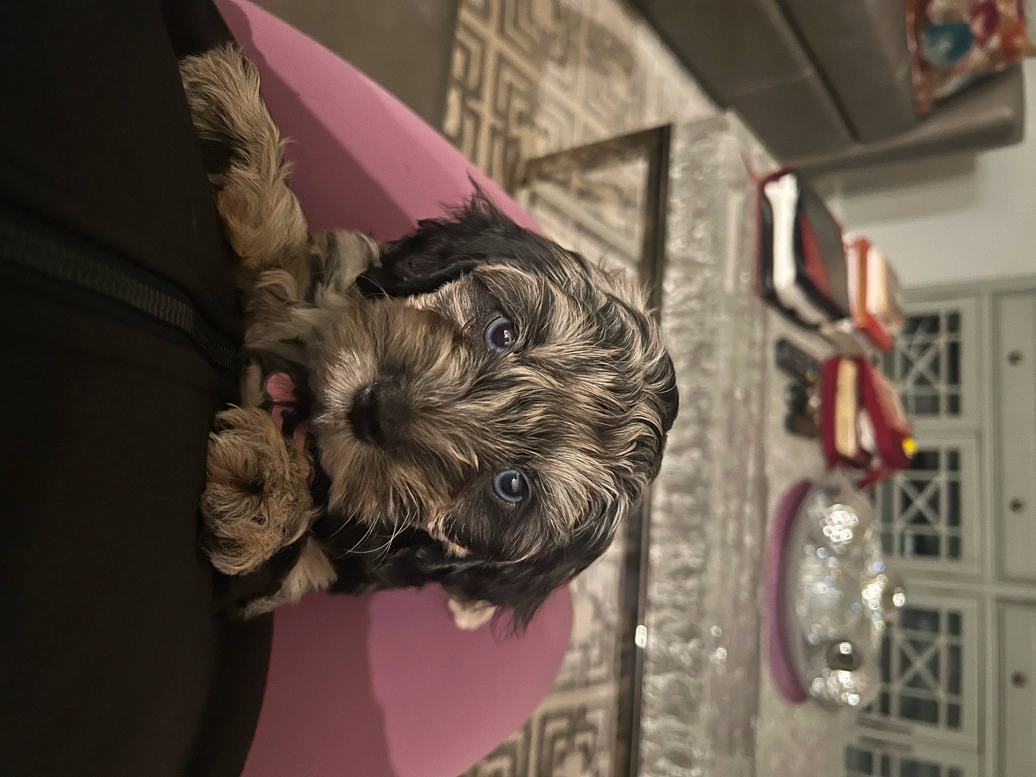 Oreo joined the competition — help win amazing prizes! art, canidae, carnivore, companion_dog, dog, dog_breed, felidae, fictional_character, fur, grey, house, magenta, pattern, small_to_medium_sized_cats, snout, sporting_group, toy_dog, tree, visual_arts, wood