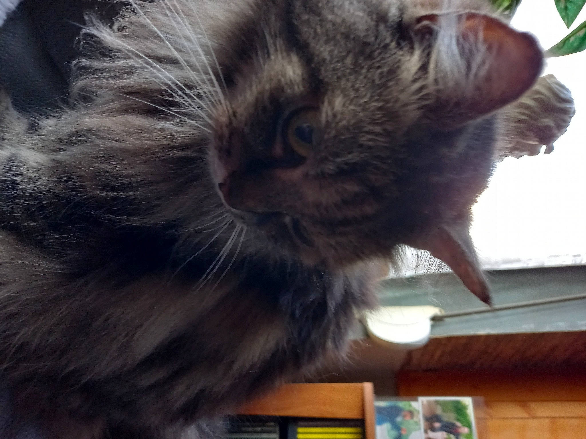 Pistou a rejoint le concours — aidez-le/la à gagner de superbes lots ! british_longhair, carnivore, cat, claw, comfort, domestic_short_haired_cat, felidae, fur, nap, paw, plant, sky, small_to_medium_sized_cats, snout, tail, terrestrial_animal, whiskers, window