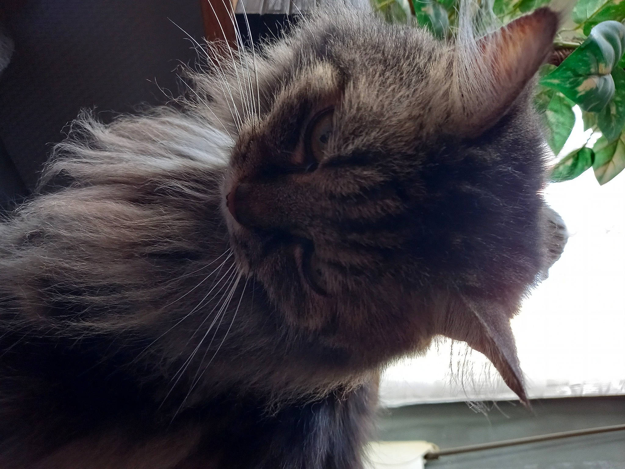 Pistou a rejoint le concours — aidez-le/la à gagner de superbes lots ! black_cat, carnivore, cat, claw, domestic_short_haired_cat, fawn, felidae, fur, liver, paw, plant, small_to_medium_sized_cats, snout, tail, terrestrial_animal, whiskers, window