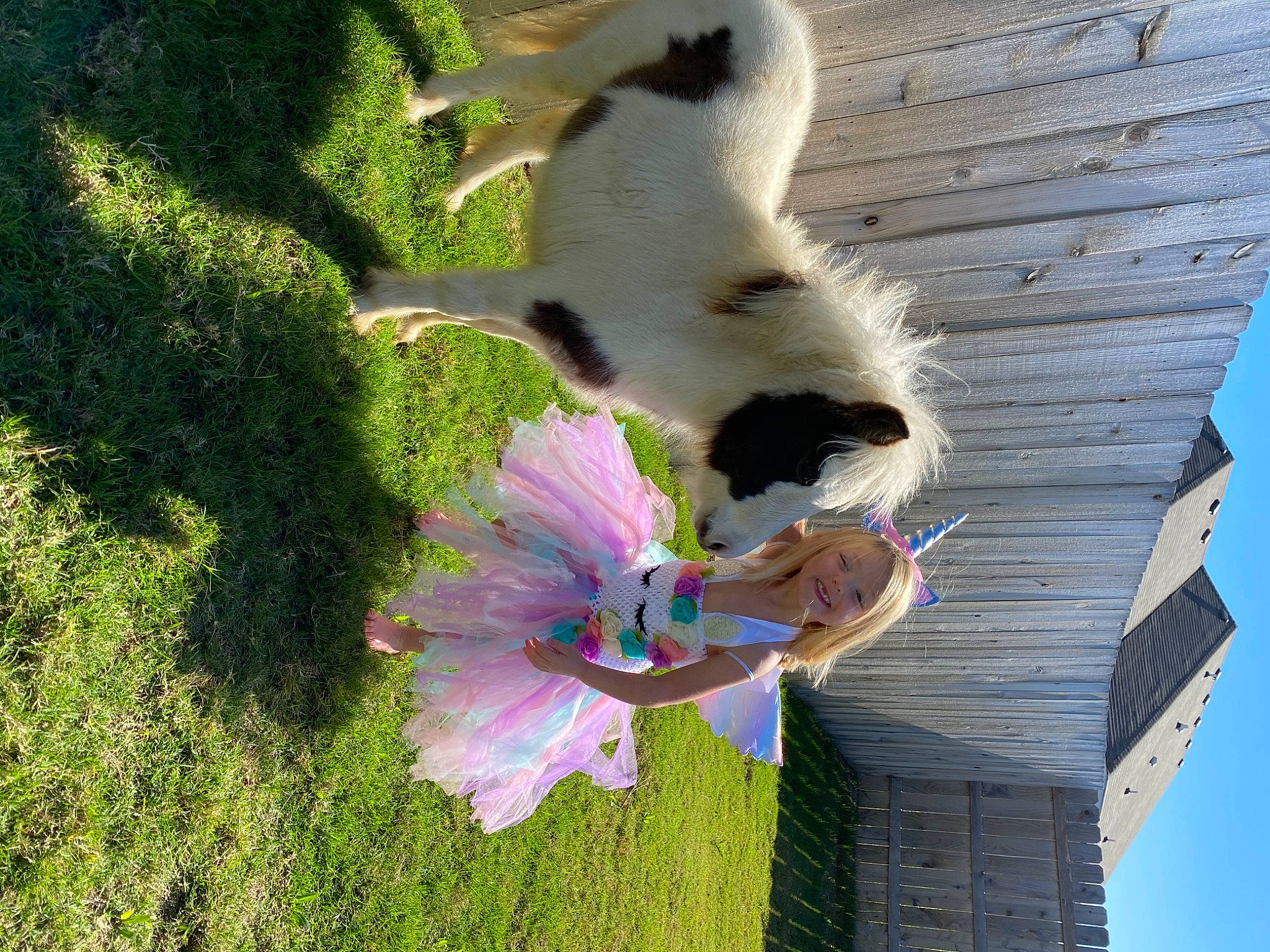 Kensington is registered to the contest to win money with this photo: canidae, carnivore, cat, companion_dog, dog_breed, felidae, fur, grass, groundcover, joy, leisure, person, plant, sky, small_to_medium_sized_cats, sporting_group, tail, toy, tree, whiskers