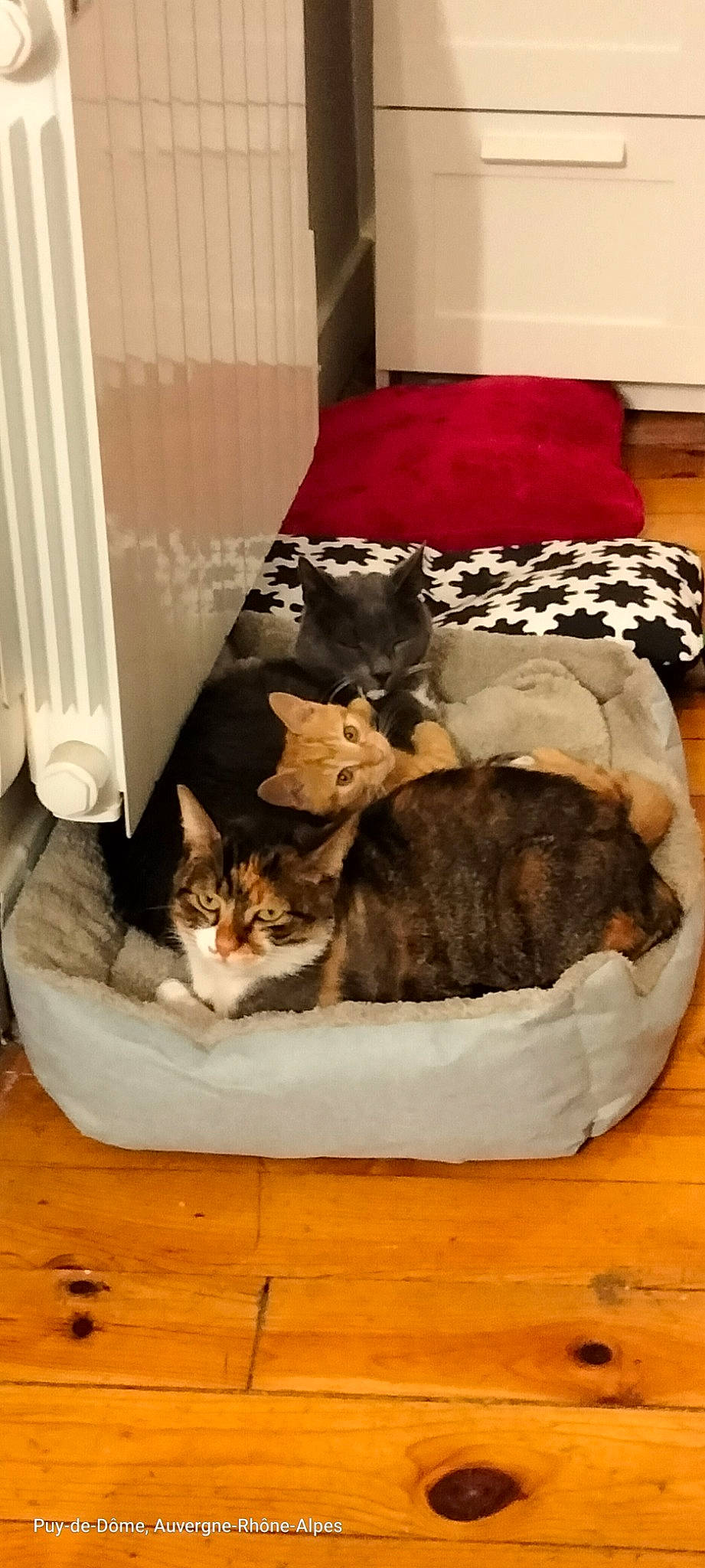 Leo participe au concours pour gagner de l'argent avec cette photo : bag, brown, carnivore, cat, cat_bed, cat_supply, comfort, domestic_short_haired_cat, fawn, felidae, fur, hardwood, linens, mammal, pet_supply, small_to_medium_sized_cats, tail, vertebrate, whiskers, wood