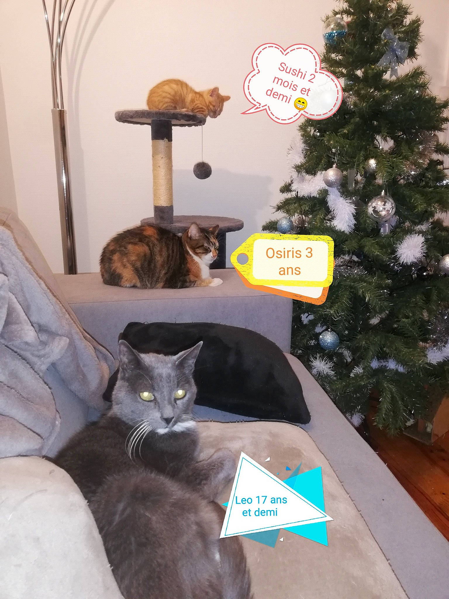 Leo participe au concours pour gagner de l'argent avec cette photo : carnivore, cat, christmas_decoration, christmas_ornament, christmas_tree, comfort, evergreen, felidae, grey, holiday_ornament, interior_design, lamp, mammal, ornament, plant, small_to_medium_sized_cats, tree, vertebrate, whiskers, wood