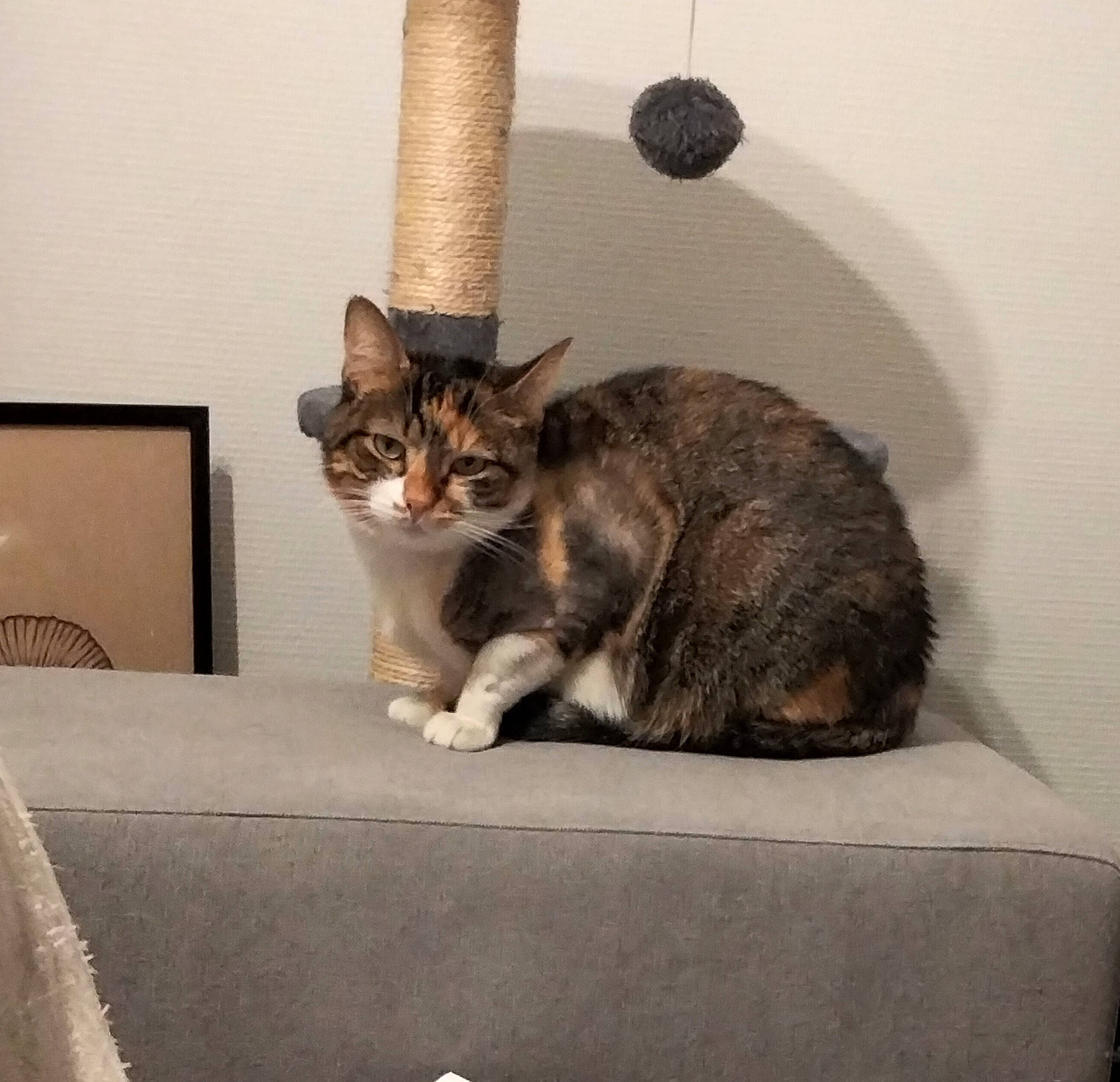 Osiris a rejoint le concours — aidez-le/la à gagner de superbes lots ! carnivore, cat, cat_supply, comfort, domestic_short_haired_cat, fawn, felidae, fur, grey, metal, paw, pet_supply, plant, room, small_to_medium_sized_cats, snout, table, tail, tree, whiskers