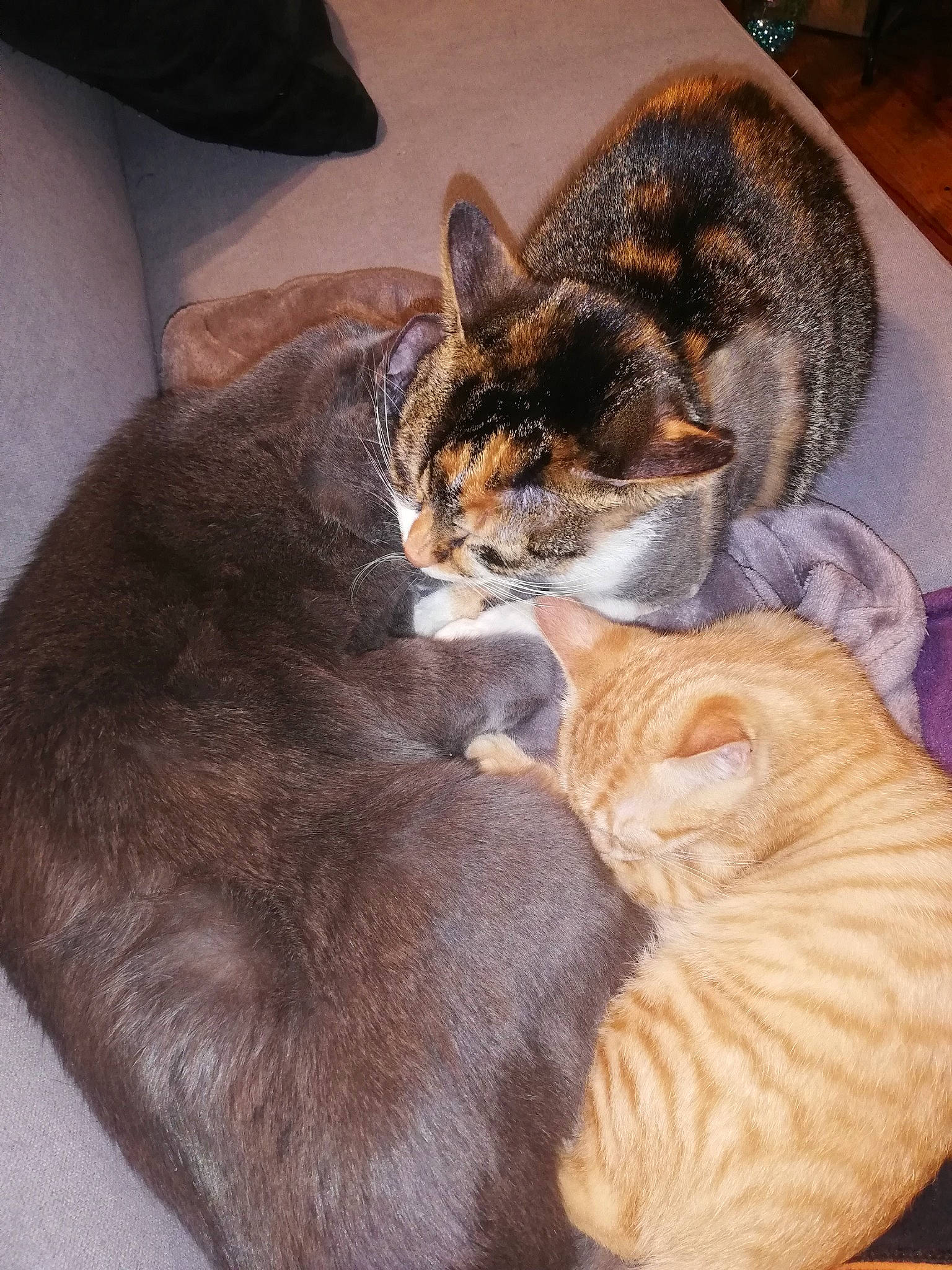 Osiris participe au concours pour gagner de l'argent avec cette photo : brown, canidae, carnivore, cat, claw, comfort, domestic_short_haired_cat, fawn, felidae, fur, grass, nap, paw, sitting, sleep, small_to_medium_sized_cats, snout, tail, whiskers, wood