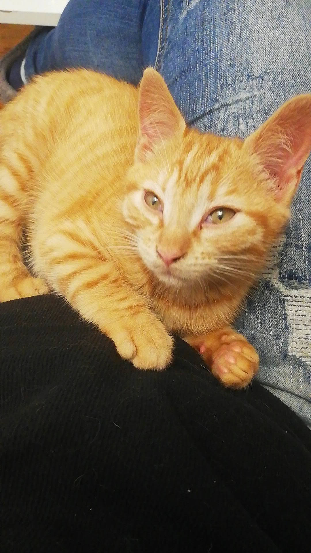 Sushi a rejoint le concours — aidez-le/la à gagner de superbes lots ! carnivore, cat, claw, comfort, domestic_short_haired_cat, eye, fawn, felidae, foot, fur, gesture, iris, paw, photo_caption, sitting, small_to_medium_sized_cats, snout, tail, whiskers, wood