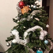 Sushi participe au concours pour gagner de l'argent avec cette photo : branch, christmas_decoration, christmas_eve, christmas_ornament, christmas_tree, conifer, decoration, event, evergreen, holiday, holiday_ornament, larch, ornament, plant, terrestrial_plant, tradition, tree, twig, winter, woody_plant