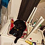 black_cat, cat, yellow_eyes, chair, blanket, table, household_items, clutter, indoor, pet, furniture, domestic, relaxed, curious, looking_up, collar, upside_down_chair, room, fabric, container