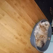 Trésor a rejoint le concours — aidez-le/la à gagner de superbes lots ! felidae, flooring, fur, hardwood, plywood, rodent, small_to_medium_sized_cats, tail, terrestrial_animal, whiskers, wood, wood_stain