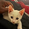 kitten, white_cat, hand, petting, bed, blanket, red_blanket, black_blanket, fur, animal, cute, domestic_cat, whiskers, ears, eyes, indoor, cozy, resting, soft, closeup