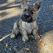 Cannelle participe au concours pour gagner de l'argent avec cette photo : puppy, dog, cairn_terrier, sitting, outdoor, driveway, asphalt, leash, collar, fur, fluffy, ears, black_nose, eyes, portrait, sunlight, shadows, leaves, pine_needles, pet