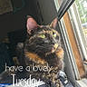 Scoots is registered to the contest to win money with this photo: cat, tortoiseshell_cat, feline, pet, animal, portrait, close_up, green_eyes, whiskers, ears, fur, window, sunlight, indoor, home, relaxing, sitting, paws, open_window, text_overlay