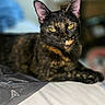 Scoots is registered to the contest to win money with this photo: cat, tortoiseshell, pet, feline, animal, portrait, close_up, green_eyes, ears, whiskers, fur, black_fur, orange_fur, lounging, lying_down, bed, bedding, indoor, blurred_background, photography